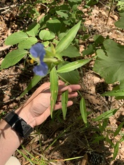Commelina erecta erecta
