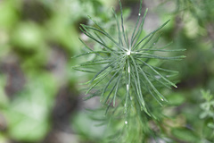 Euphorbia cyparissias
