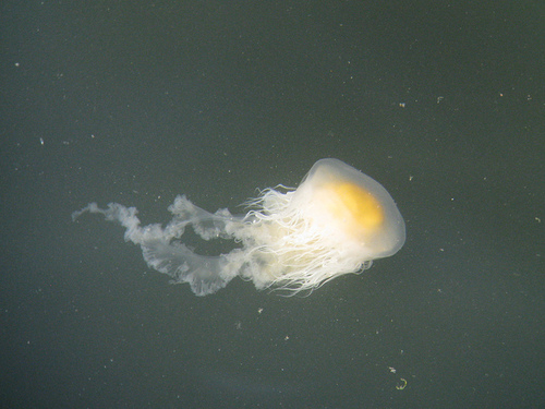 Egg-yolk Jelly, photo 4 of 10