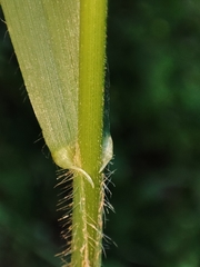 Bromus ramosus