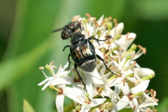 Trichiotinus viridans