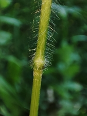 Bromus ramosus