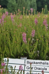 Erica spiculifolia