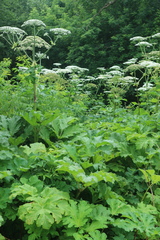 Heracleum sosnowskyi