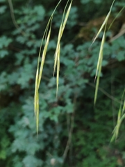 Bromus ramosus