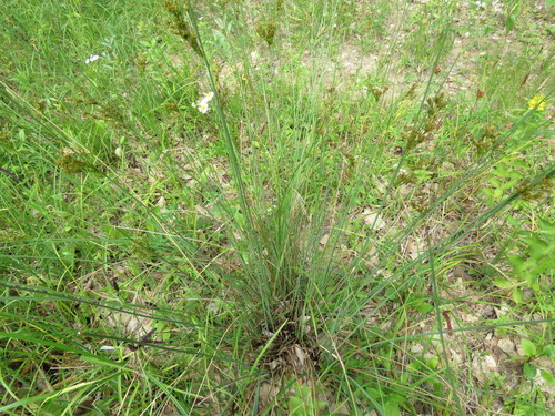 Metličasti sit (Juncus inflexus)