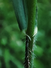 Bromus ramosus