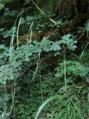 Bromus ramosus