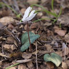 Cyclamen creticum