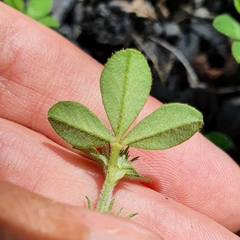 Trifolium scabrum image