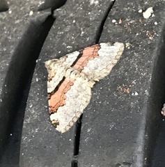 Xanthorhoe labradorensis