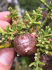 Cupressus pygmaea