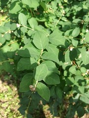 Symphoricarpos albus