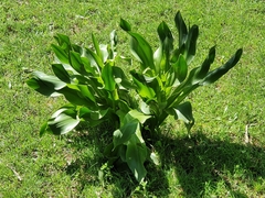 Drimia numidica