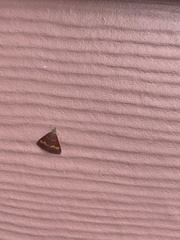 Pyrausta pseuderosnealis