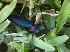 Aromia moschata ambrosiaca