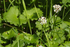 Micranthes nelsoniana