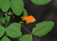 Phragmidium mucronatum