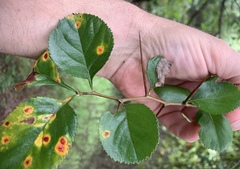Crataegus reverchonii