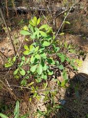 Baptisia sphaerocarpa