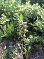 Carphephorus odoratissimus