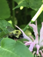 Bombus bimaculatus