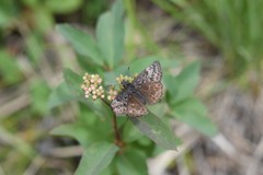 Erynnis icelus