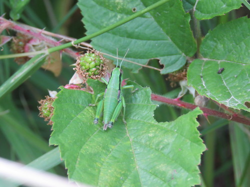 koník lužný (Odontopodisma decipiens)