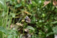 Erynnis icelus