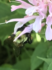 Bombus bimaculatus
