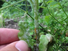 Golovinomyces fischeri