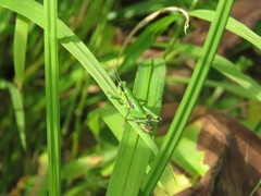 Odontopodisma decipiens