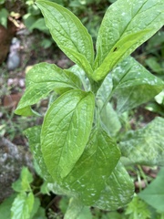 Hybanthus concolor