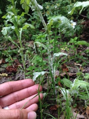 Golovinomyces fischeri