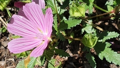 Malope malacoides