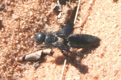 Myzininae