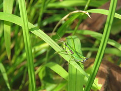 Odontopodisma decipiens