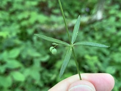 Galium uniflorum