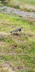 Vanellus chilensis