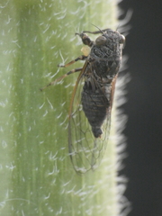 Tettigettula pygmea