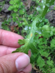 Puccinia lagenophorae