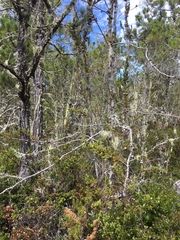 Cupressus pygmaea