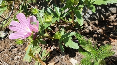 Malope malacoides