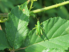 Odontopodisma decipiens