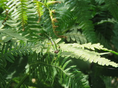 Odontopodisma decipiens