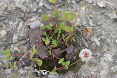 Trifolium repens