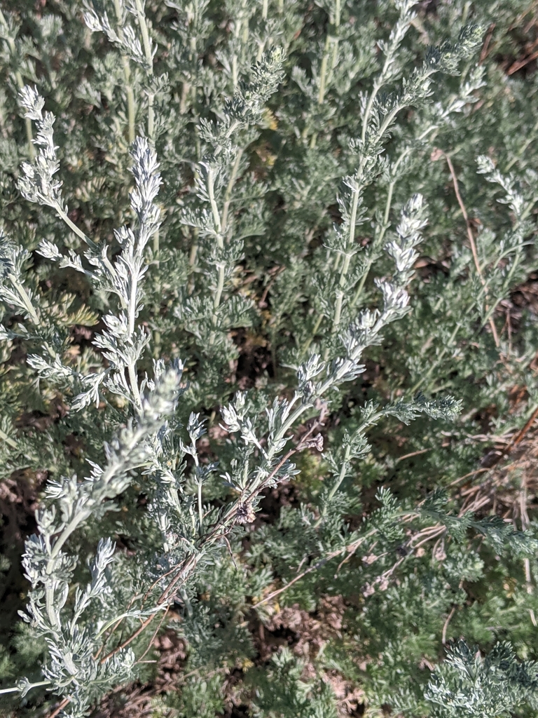 fringed sagebrush (MSUM Regional Science Center Prairie Plants ...