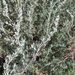 Artemisia frigida - Photo (c) Joseph Petch, μερικά δικαιώματα διατηρούνται (CC BY-NC), uploaded by Joseph Petch