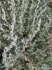 Fringed Sagebrush - Photo (c) Joseph Petch, some rights reserved (CC BY-NC), uploaded by Joseph Petch
