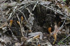 Clavariadelphus americanus